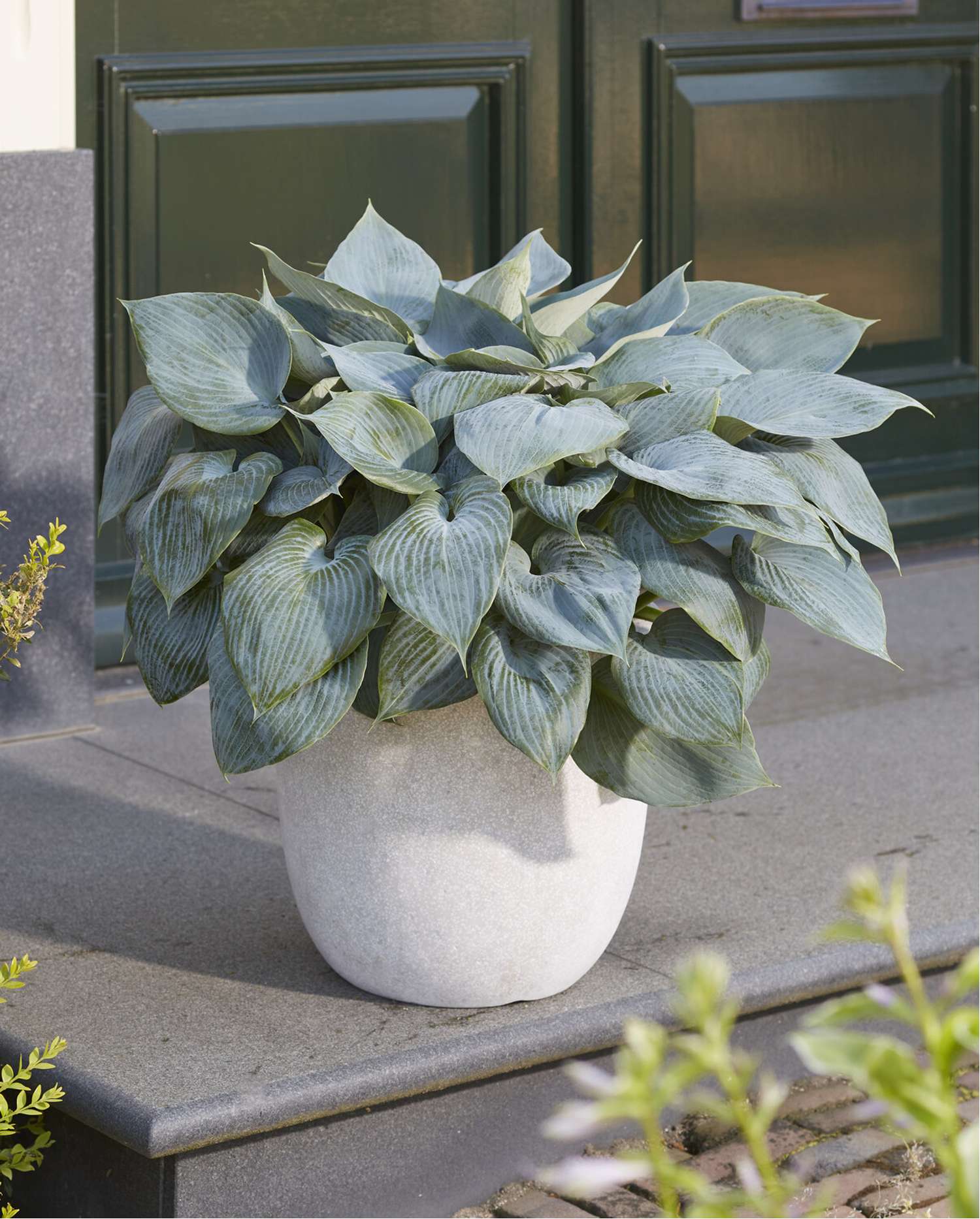 Hosta ‘Bullet Proof’